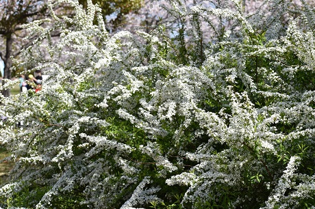 ユキヤナギの写真