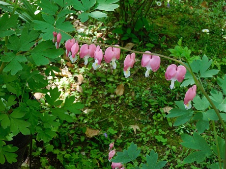 タイツリソウの写真