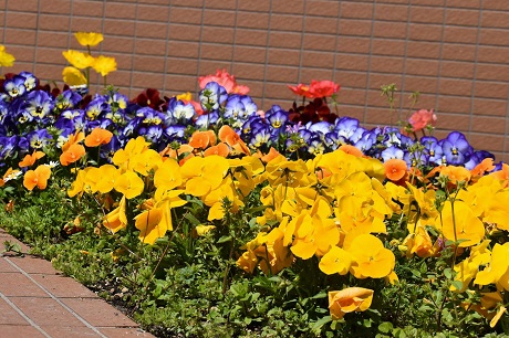 パンジーの写真