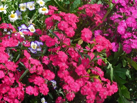 ナデシコの写真