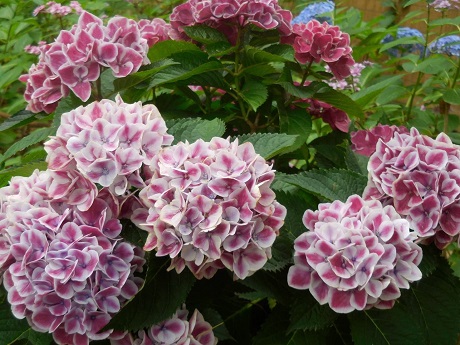 筥崎宮あじさい苑４