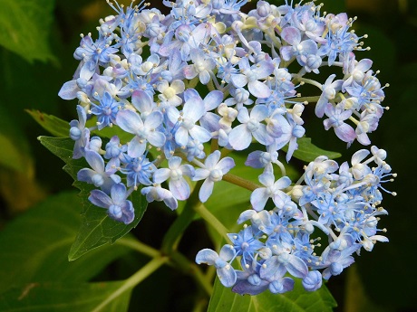 筥崎宮あじさい苑４