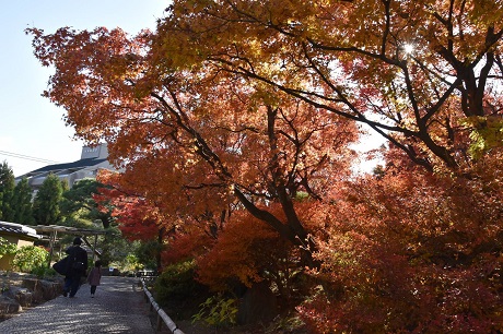 筥崎宮花庭園の紅葉４枚目