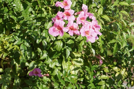 ノウゼンカズラ