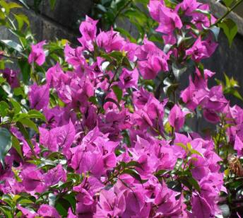 ブーゲンビレアの写真