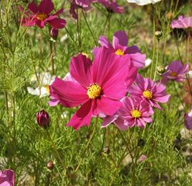 コスモスの写真5