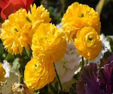 ラナンキュラスの写真