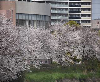 サクラの写真１