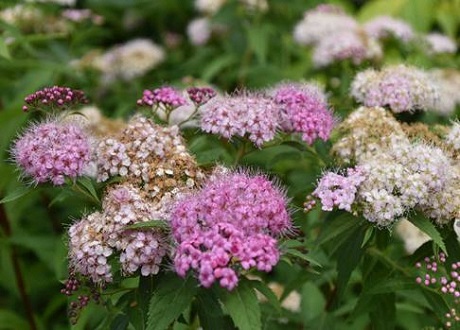 アジサイピンク