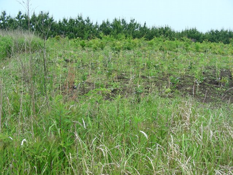 平成２５年に植樹されたエリア