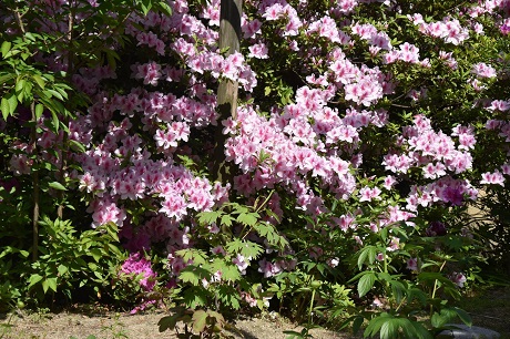 ツツジの写真２