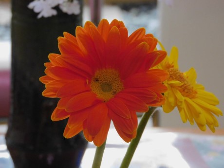 ガーベラの写真