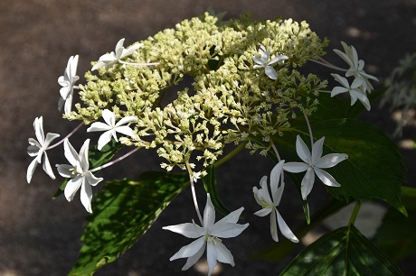 アジサイの写真２