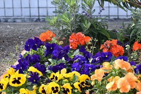 パンジーの写真