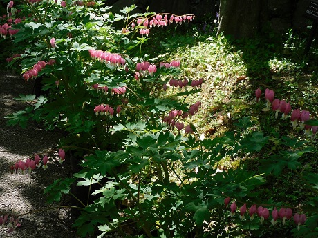 タイツリソウの写真２枚目