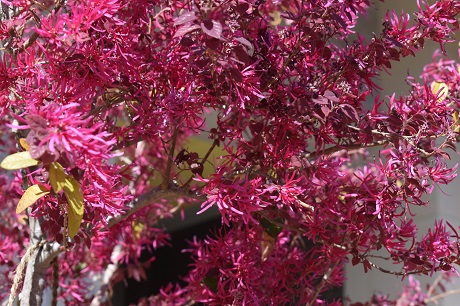 モミジバフウの写真