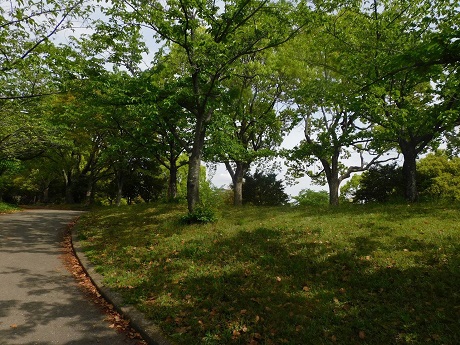 クヌギの写真１