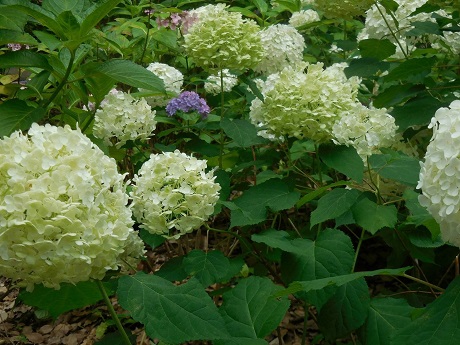 筥崎宮あじさい苑５