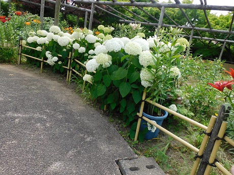 筥崎宮あじさい苑５