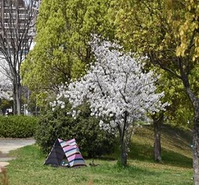 サクラの写真２