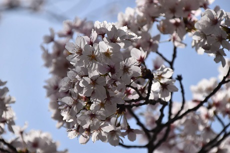 香椎のサクラの画像５