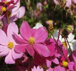 コスモスの写真4