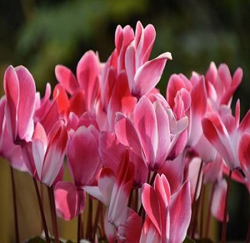 シクラメンの写真