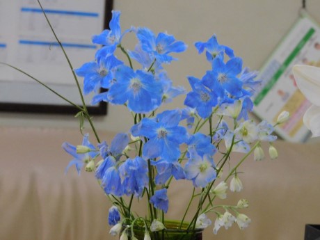 デルフィニウムの写真