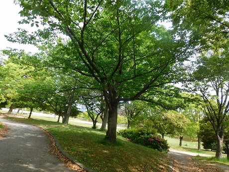 クヌギの写真２