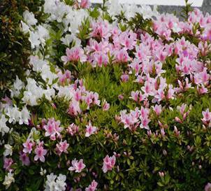 ツツジの写真２