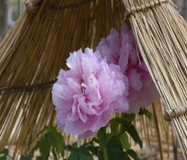 冬ボタンの写真２