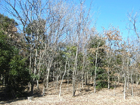 平成８年に植樹された「四季の森」の樹木