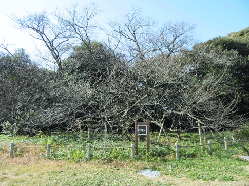 平成２９年正月の臥龍桜
