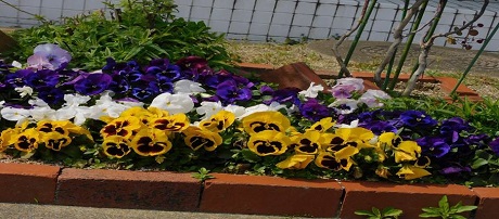 パンジーの画像