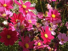 コスモスの写真2