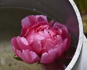 冬ボタンの写真１