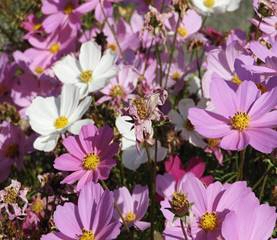 コスモスの写真3