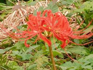 彼岸花の写真１枚目