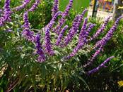 ブルーサルビア