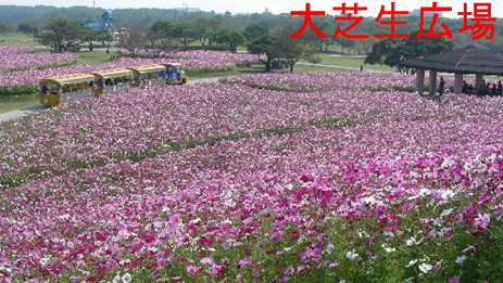 平成２７年１０月大芝生広場