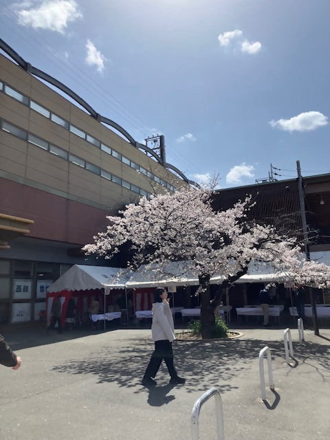 西鉄香椎駅前の桜