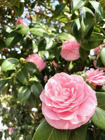 乙女椿の写真２