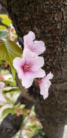 桜　貝塚公園