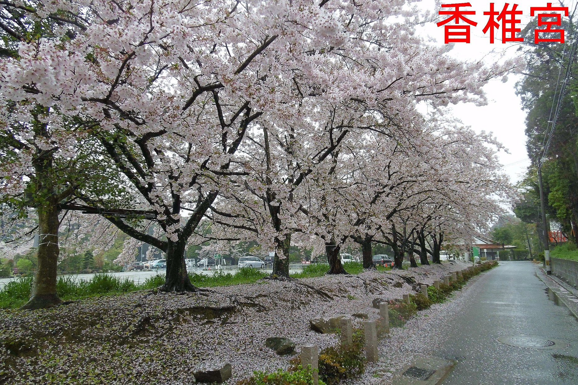 香椎宮の写真１