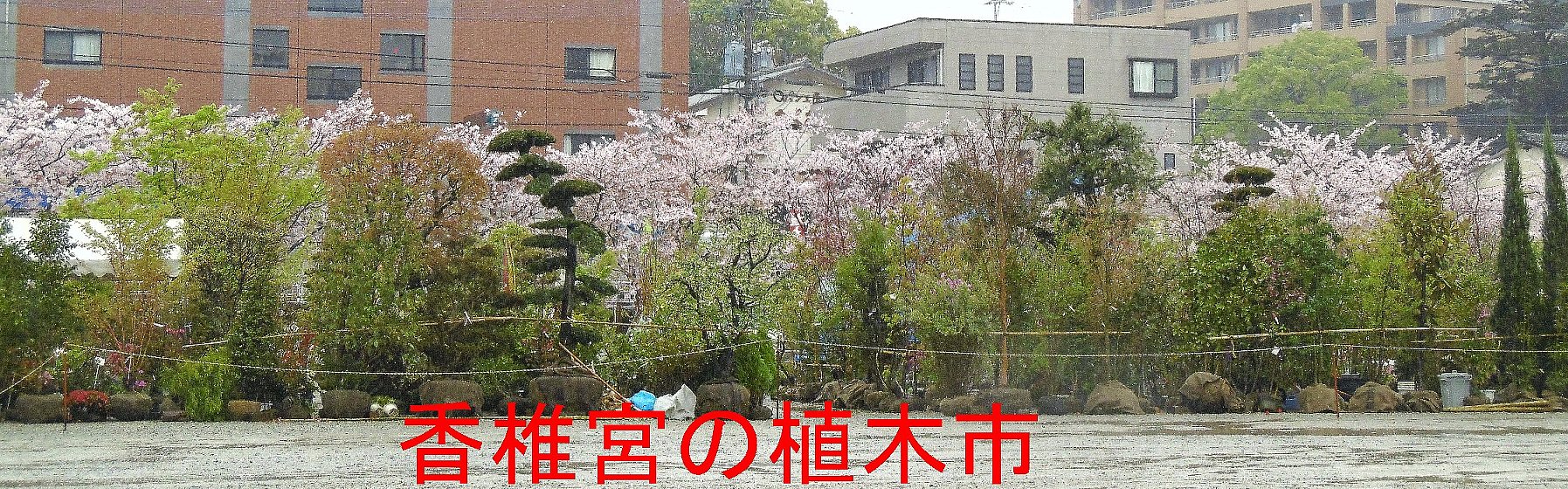香椎宮の植木市の写真