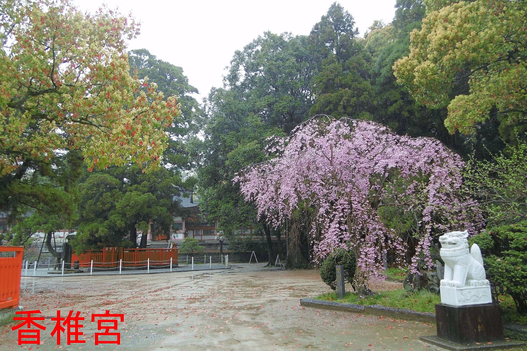 香椎宮の写真２