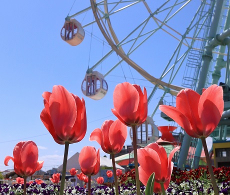 かしいかえんチューリップ