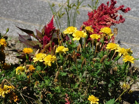 ケイトウ、マリーゴールド