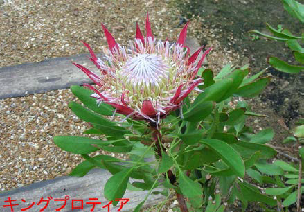 キングプロティアの様子