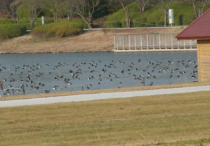 キンクロハジロの様子